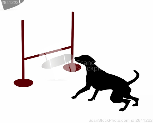Image of Agility: Dog is jumping over a hurdle