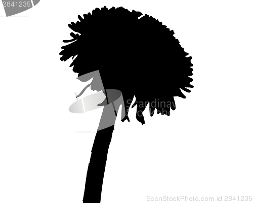 Image of Dandelion