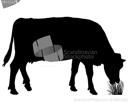 Image of Grazing cow