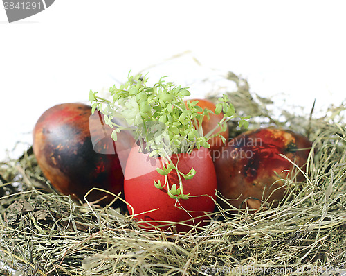 Image of Easter eggs with garden cress