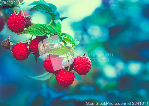 Image of Raspberry. Raspberries. Growing Organic Berries