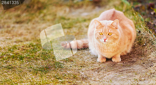 Image of Red cat sitting on green spring grass