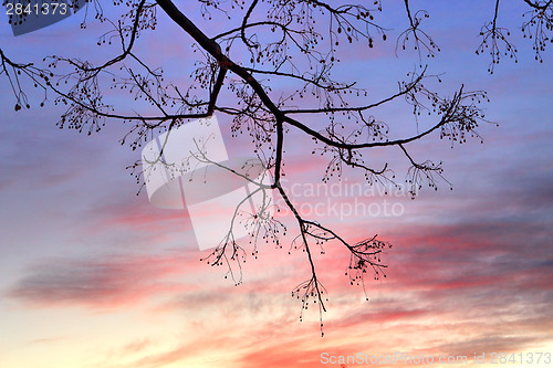 Image of Winter Sunset and tree