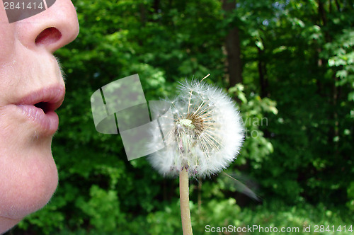 Image of dandelion