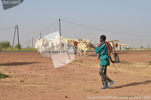 Image of African shepherd