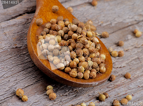 Image of Coriander