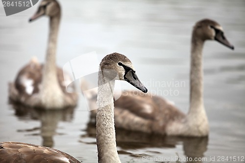 Image of  cygnet