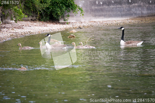 Image of goose family