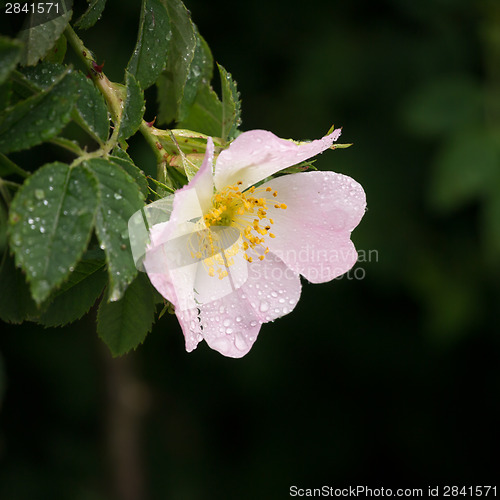 Image of pink wild rose