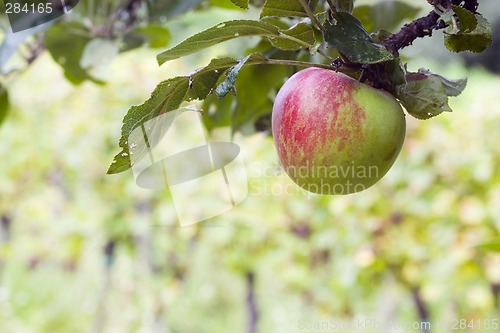 Image of Apple tree