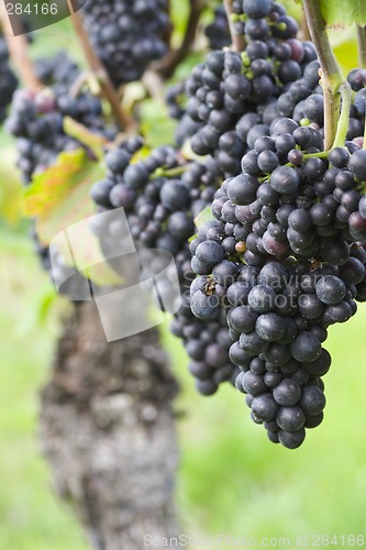 Image of Vineyard of with red grapes