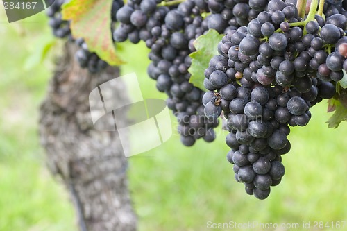 Image of Vineyard of with red grapes