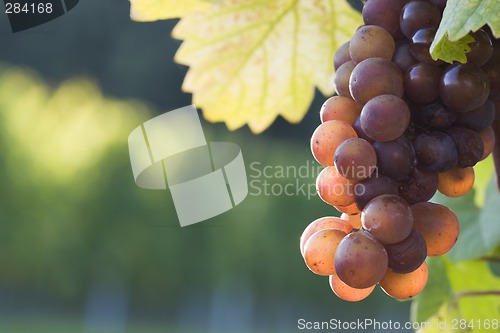 Image of Grapes in the evening sun