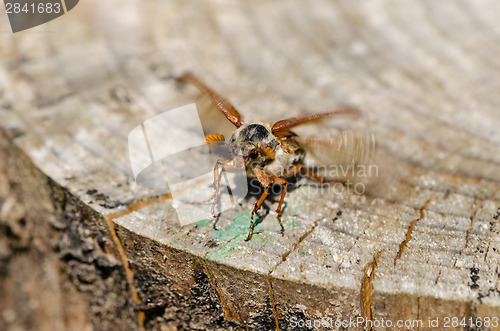 Image of stump edge crawl beetle bug spread wings try fly 