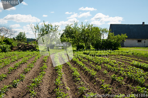 Image of freshly plowed furrows of young potatoe in garden  