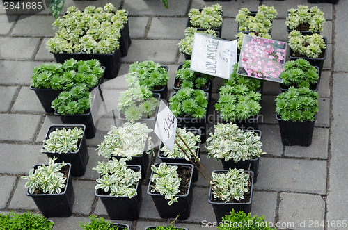 Image of decorative garden flower seedlings in plastic pot  