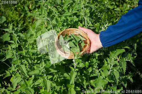 Image of herbalist hand pick balm herb plant leaves 