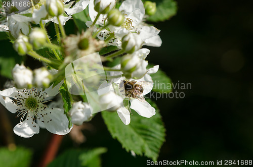Image of white blackberries florets fly small bees  