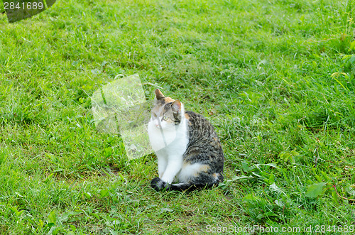 Image of tabby kitty with white neck in garden grass 