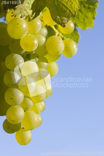 Image of Grapes in the sun