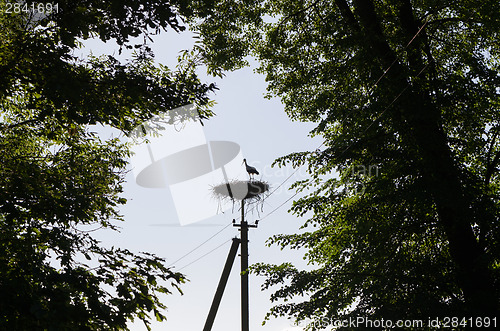Image of stork bird silhouette in nest electricity pole 
