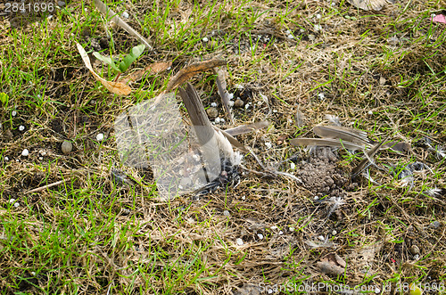 Image of bird body on meadow and  feathers scattered around 