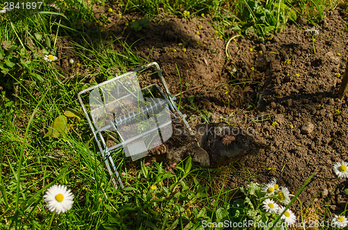 Image of mole clutch of the iron trap to cave in meadow 