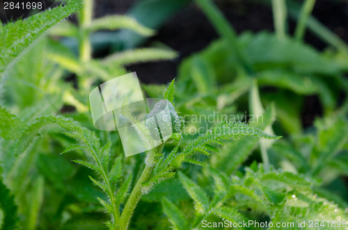 Image of green garden plant with buds and small water drops 