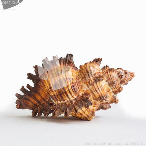 Image of Seashell. Sea Cockleshell