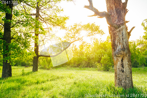 Image of Summer sunny forest trees