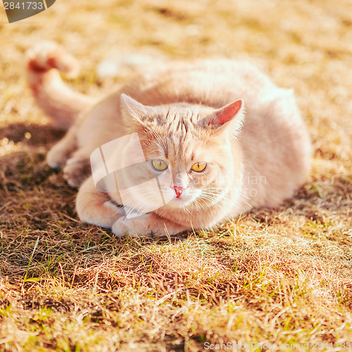 Image of Red cat sitting on green spring grass