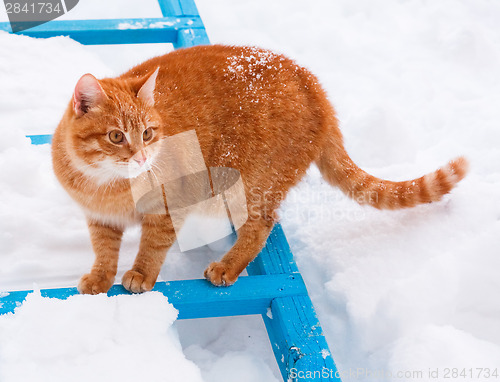 Image of Red Cat Walking In The Snow