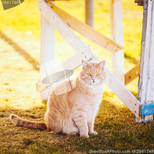 Image of Red cat sitting on green spring grass