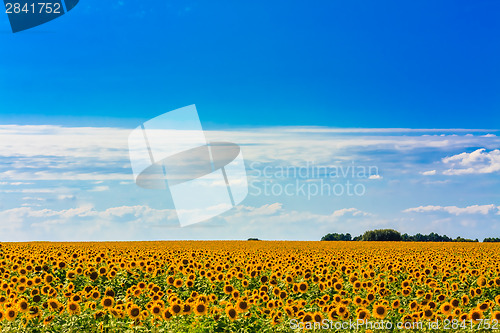 Image of Sun Flowers Field Against A Blue Sky