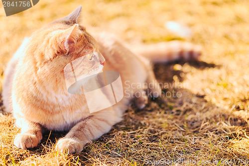 Image of Red cat sitting on green spring grass