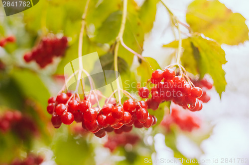 Image of Red Viburnum Berries In The Tree