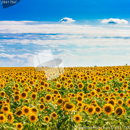 Image of Sun Flowers Field Against A Blue Sky