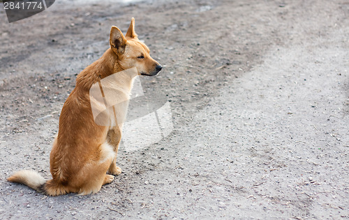 Image of Red Dog Sitting On The Road