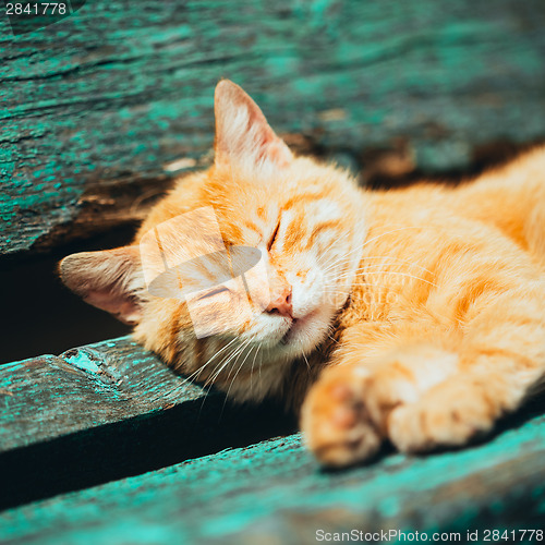 Image of Red kitten cat sleeps on a bench in park
