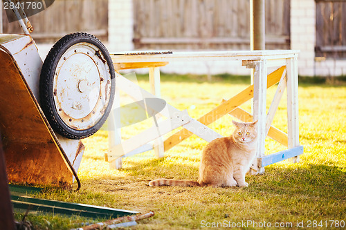 Image of Red cat sitting on green spring grass