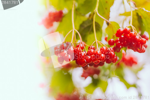 Image of Red Viburnum Berries In The Tree