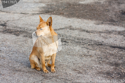 Image of Red Dog Sitting On The Road