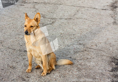 Image of Red Dog Sitting On The Road