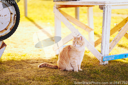 Image of Red cat sitting on green spring grass