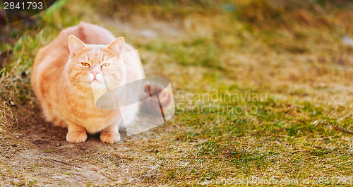 Image of Red cat sitting on green spring grass