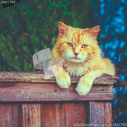 Image of Red Cat Sitting On The Fence