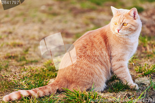 Image of Red cat sitting on green spring grass