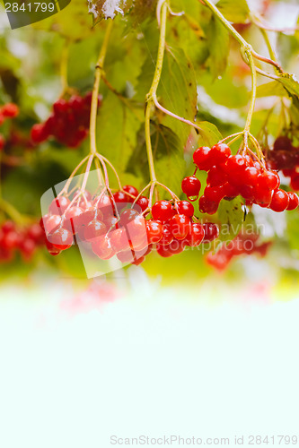 Image of Red Viburnum Berries In The Tree