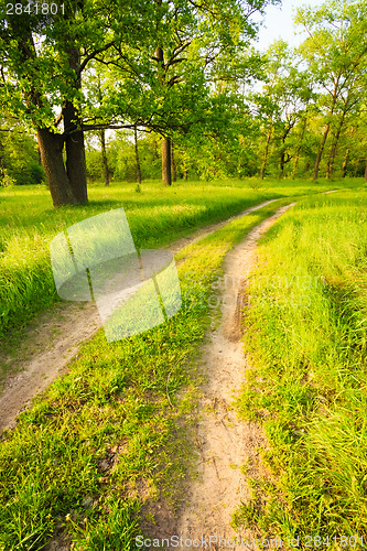 Image of Road, path, way, lane in summer green forest