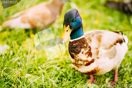 Image of The duck male Close-Up